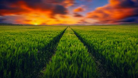Vibrant Sunset Over Flourishing Green Field wallpaper