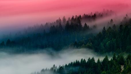 Mystical Pink Sky Over Evergreen Forest wallpaper
