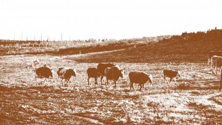Leisurely cattle wallpaper