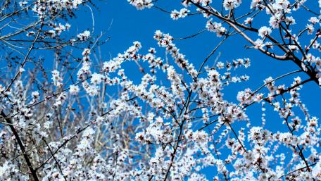Spring flower wallpaper