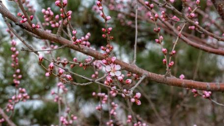 Delicate Pink Blossoms in Spring Light wallpaper