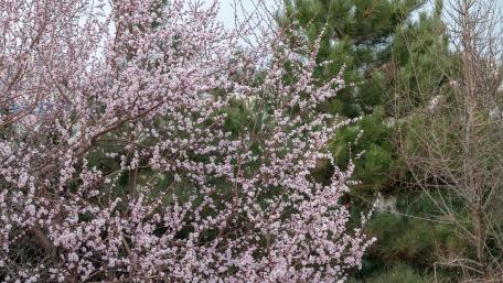 Delicate Blossoms in Springtime Beauty wallpaper