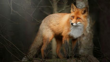 Red fox wallpaper