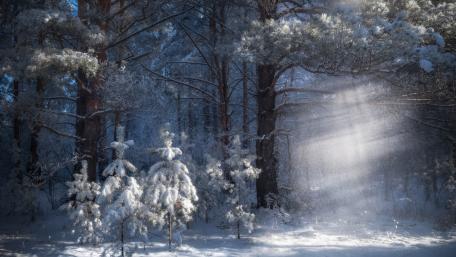 Tranquil Winter Wonderland Scene wallpaper