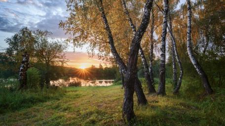 Golden Autumn Moments Beneath Birch Trees wallpaper
