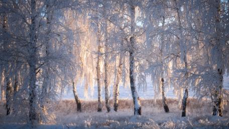 Frozen Birch Forest in Winter Light wallpaper