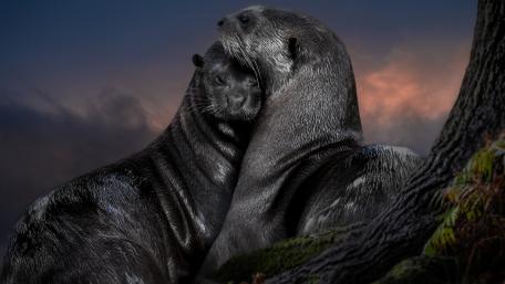 Otter couple wallpaper