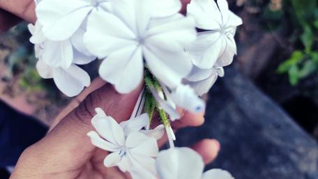 Flower as fantasy wallpaper