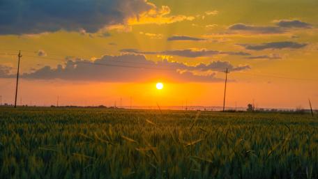 Sunset field wallpaper