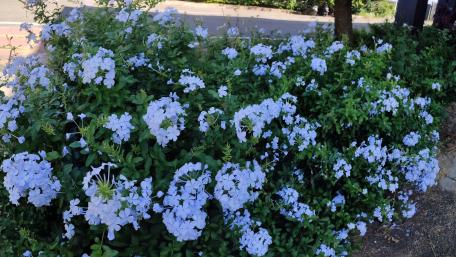 Flowers are blue/white wallpaper