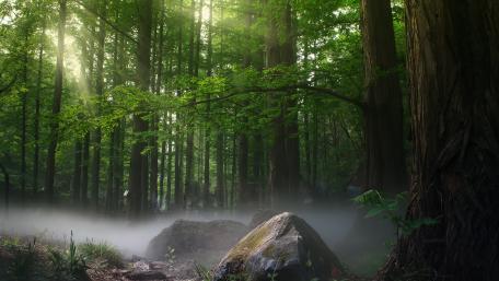 Serene Misty Forest with Sunlight Rays wallpaper