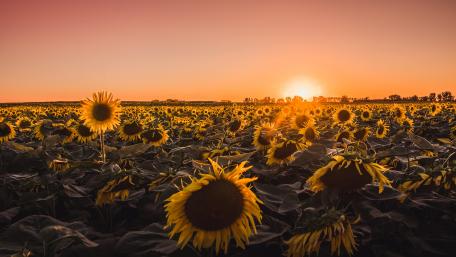 Golden Sunflower Sunset Extravaganza wallpaper
