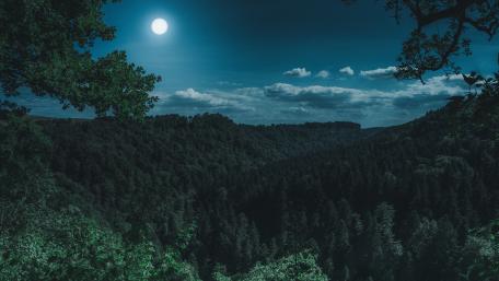 Moonlit Serenity Over Forest Canopy wallpaper