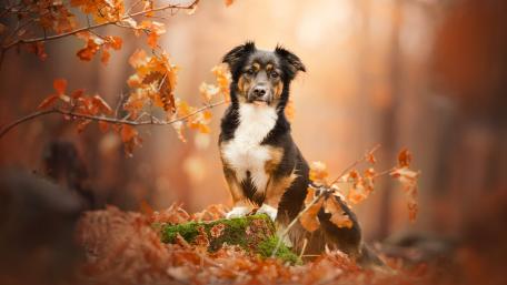 Autumn Companion in Nature's Embrace wallpaper