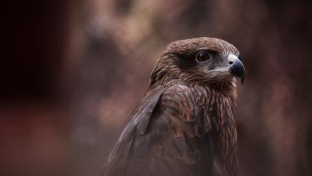 Hawk wallpaper