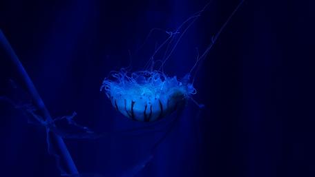 Mystical Jellyfish in Deep Blue Waters wallpaper