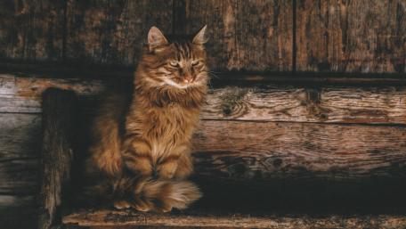 Majestic Persian Cat in Rustic Setting wallpaper