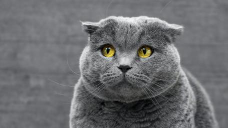 Cat wallpaper