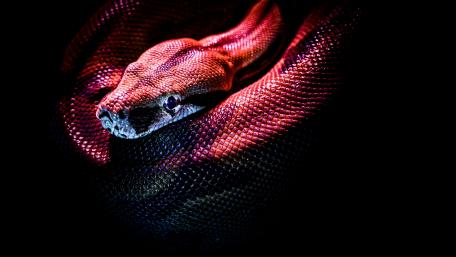 Mysterious Serpent in the Shadows wallpaper