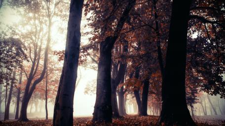 Misty Autumn Forest Awash in Warm Colors wallpaper