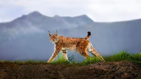 Lynx Strolling Through Mountain Wilderness wallpaper