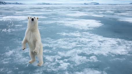 Arctic Majesty Polar Bear on Ice wallpaper