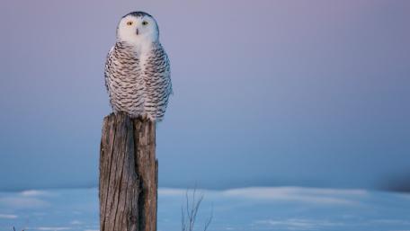 Majestic Snowy Owl in Winter Wonderland wallpaper