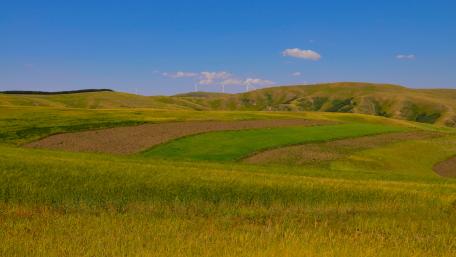 Lush Green Fields Under a Clear Sky wallpaper