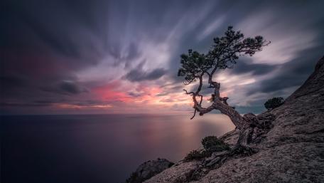 Solitary Tree Against a Dusk Horizon wallpaper
