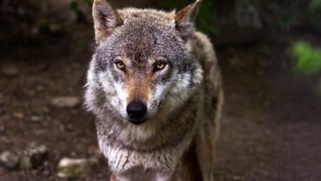 Majestic Wolf in the Forest wallpaper