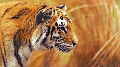 Tiger in Majestic Focus wallpaper