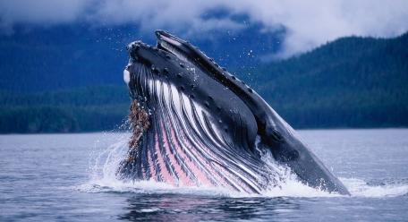Majestic Humpback Whale Breaching wallpaper