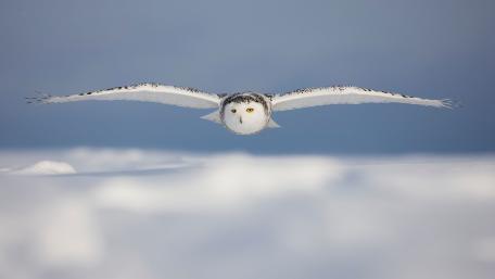 Majestic Snowy Owl in Flight Over Snowy Landscape wallpaper