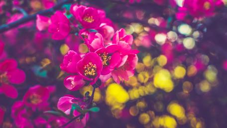 Vibrant Blurry Blossoms in Soft Focus wallpaper