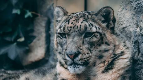 Majestic Snow Leopard in Nature Scene wallpaper