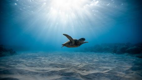 Underwater Serenity with a Sea Turtle wallpaper