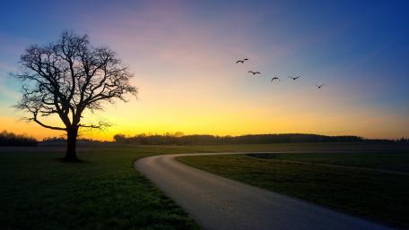 Serenity of a Solitary Tree at Dusk wallpaper