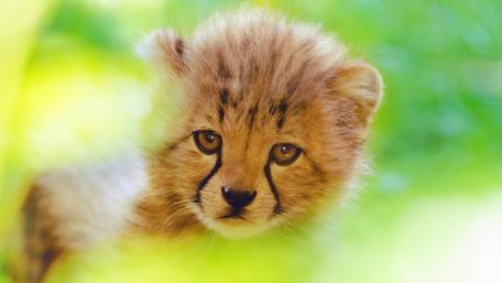 Adorable Cheetah Cub in the Wild wallpaper
