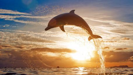 Dolphin Leap at Sunset wallpaper