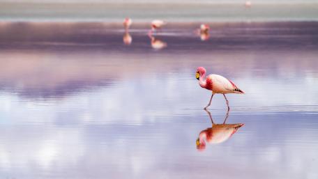 Elegant Flamingo in Serene Reflection Scene wallpaper