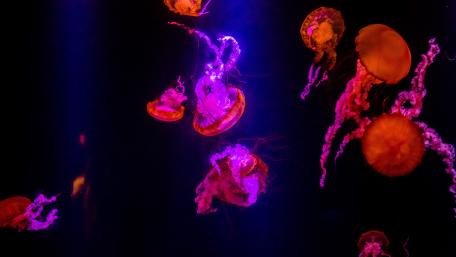 Mesmerizing Dance of Vibrant Jellyfish wallpaper