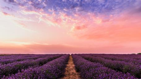 Lavender Field at Sunset wallpaper