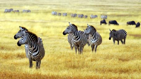 Zebra Herd Roaming the Golden Savanna wallpaper