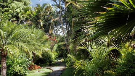 Tropical plants wallpaper