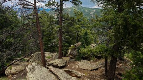 Colorado Trail Trees wallpaper