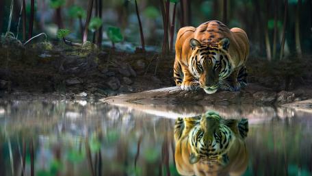 Tiger's Reflective Gaze in a Fantasy Realm wallpaper