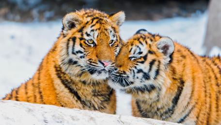 Majestic Tigers in Winter Wonderland wallpaper