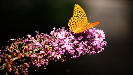 Golden Butterfly on Vibrant Floral Blooms wallpaper