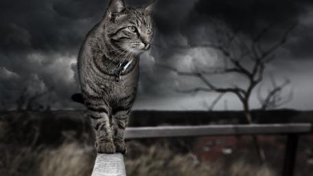 Mysterious Cat Under Stormy Skies wallpaper