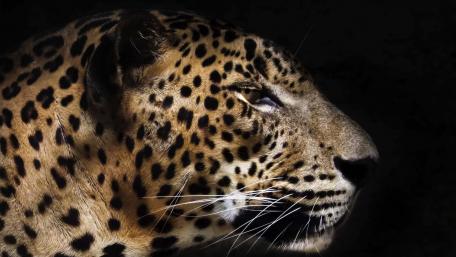 Majestic Leopard in Shadowy Silence wallpaper